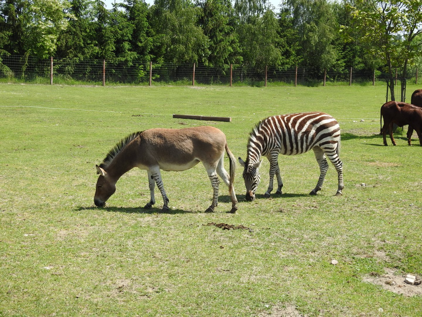 Somali ass and Zebra