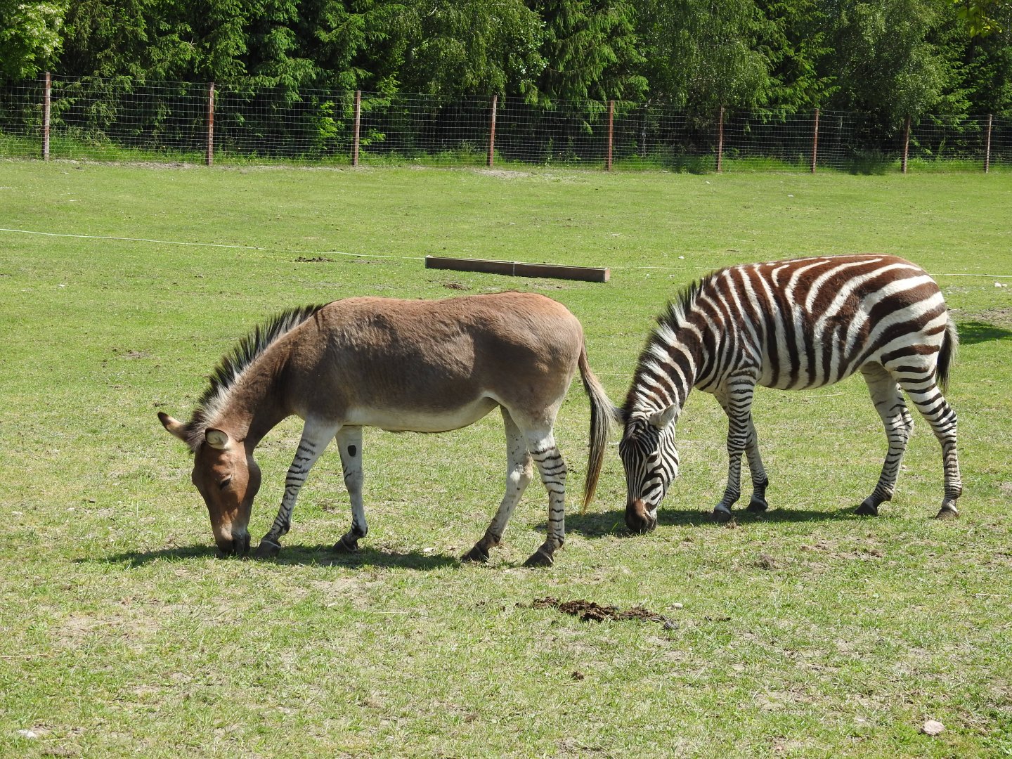 Somali ass and Zebra