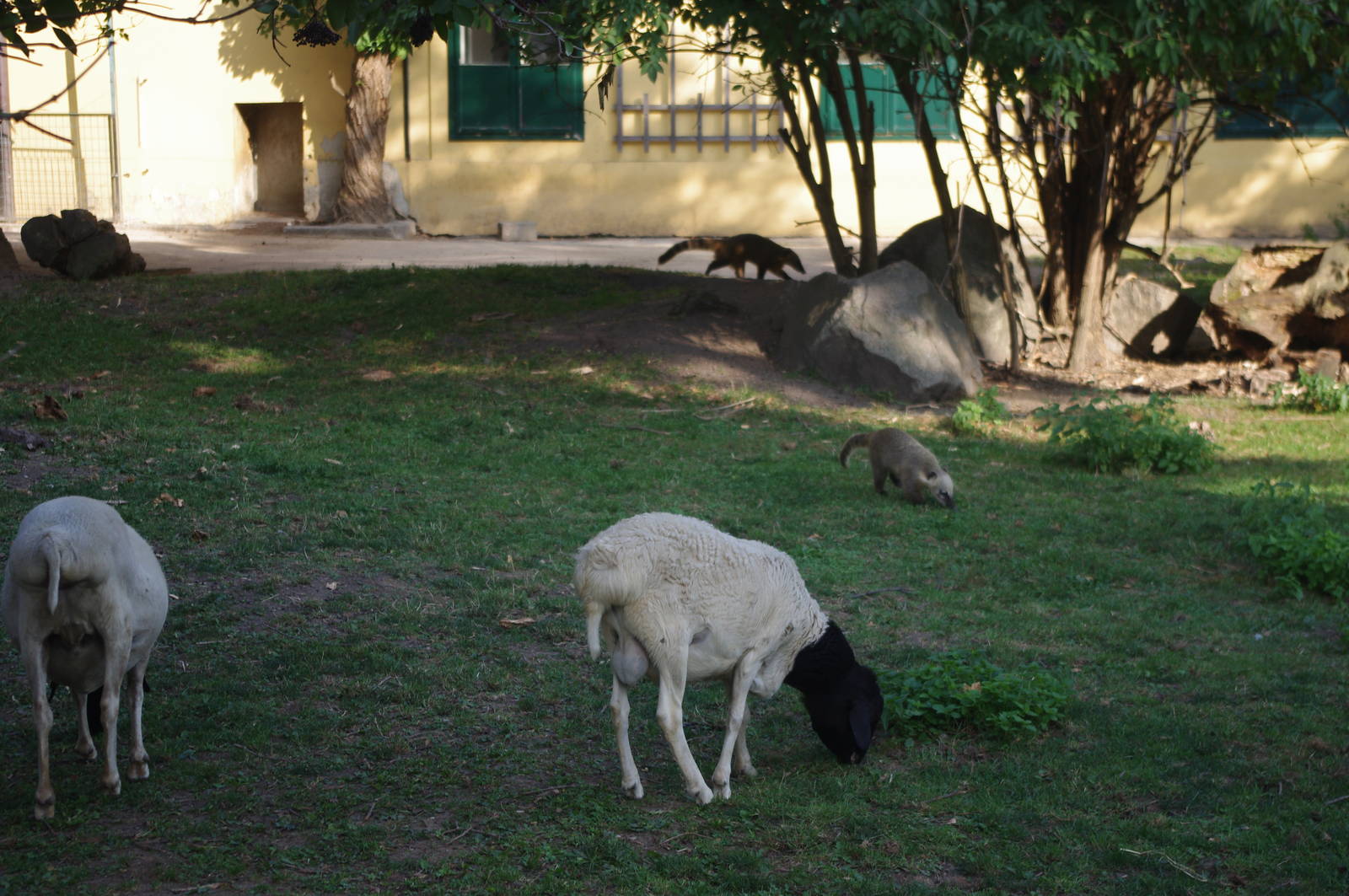 Somali Black-Headed Sheep and Coati