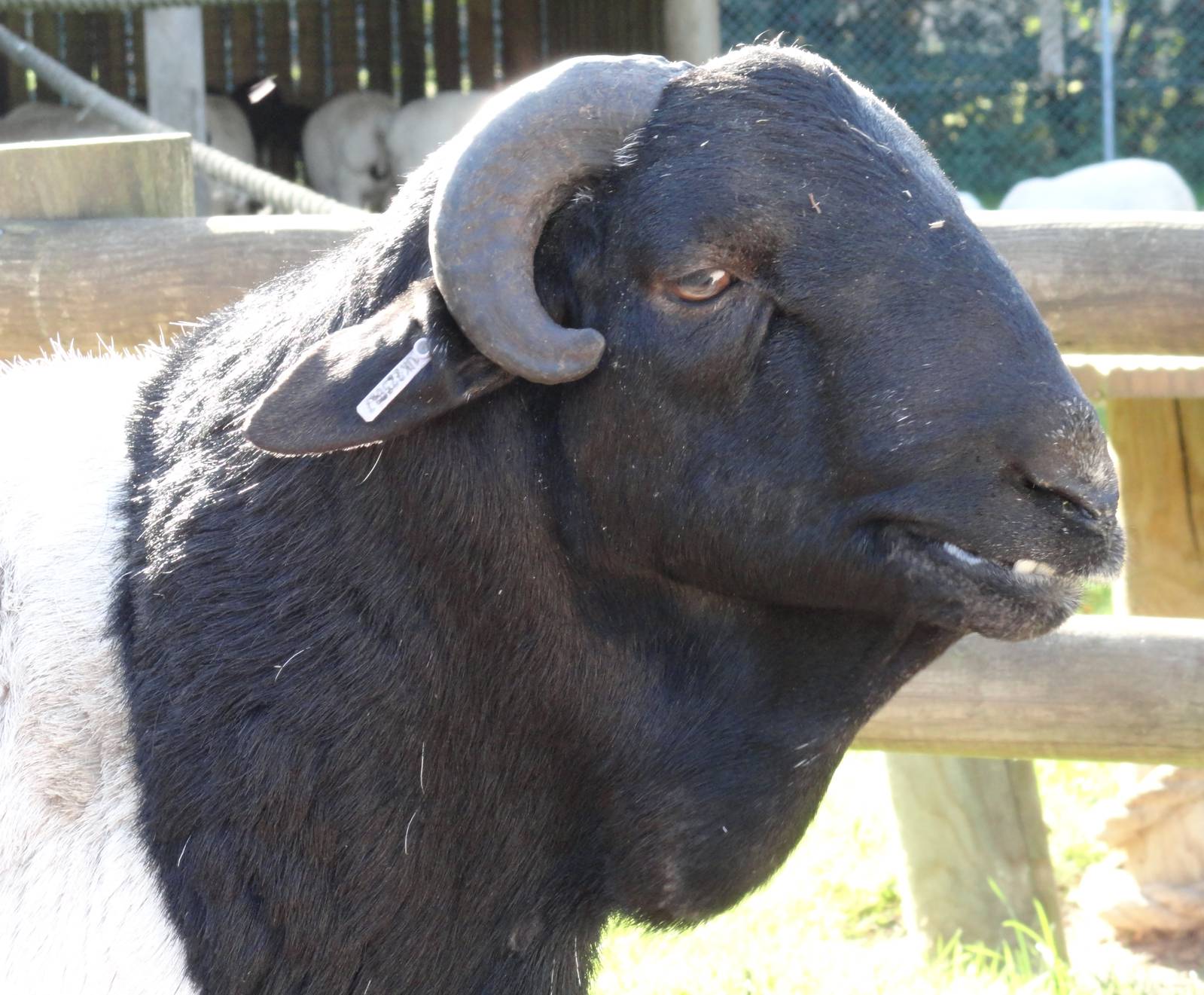 Somali Black Headed Sheep - Oct 2011