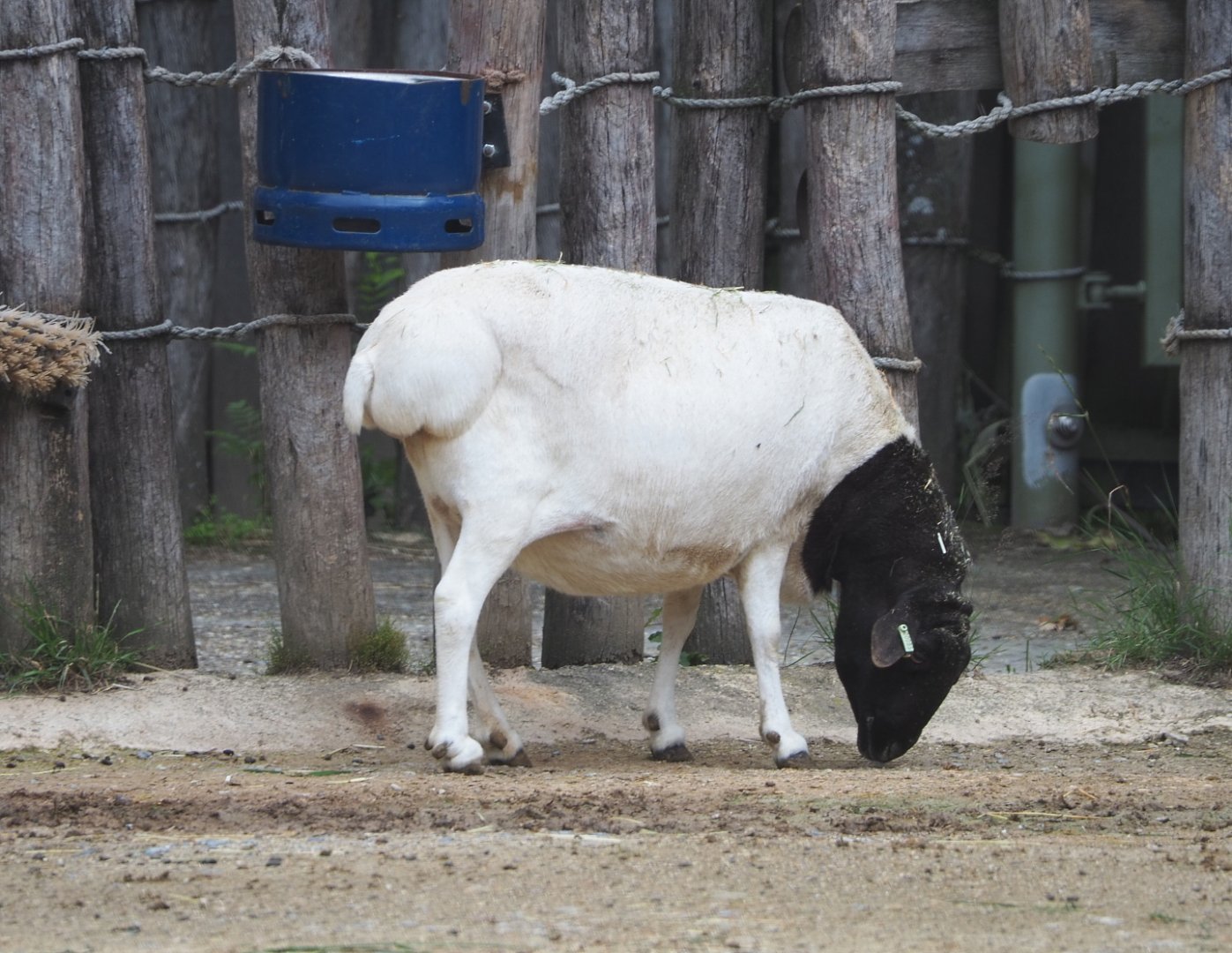 Somali Black-headed sheep (Ovis aries), 2021-07-03