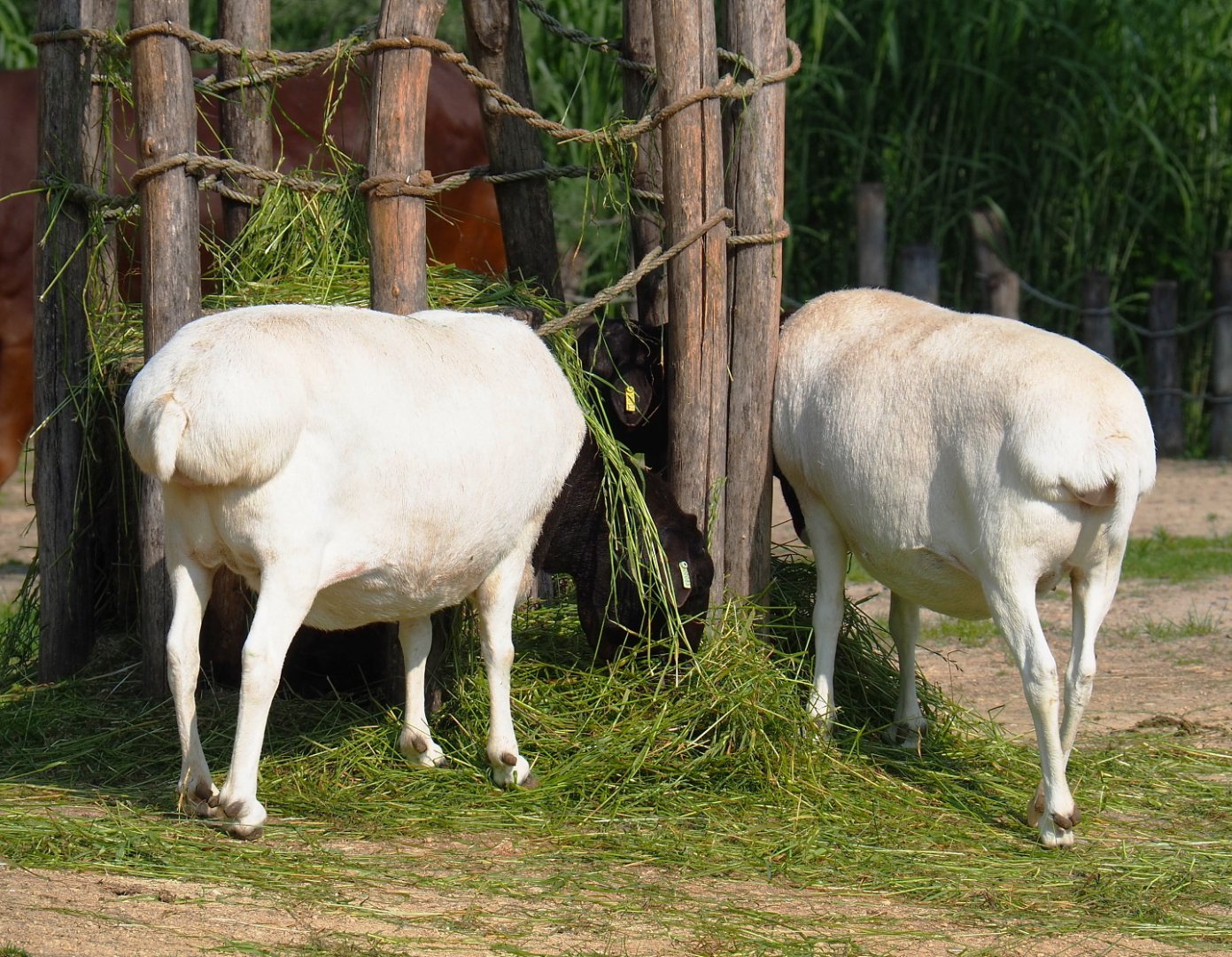 Somali Black-headed sheep (Ovis aries), 2021-07-20
