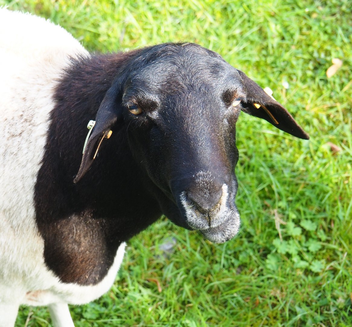 Somali black-headed sheep (Ovis aries), 2023-09-19