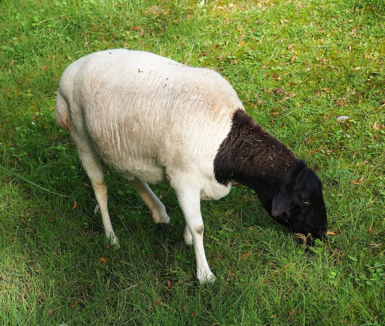 Somali black-headed sheep (Ovis aries), 2023-09-19