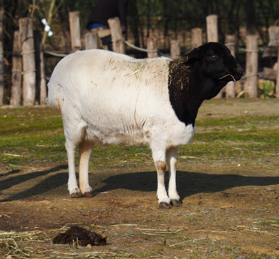 Somali black-headed sheep (Ovis aries), 2024-03-04