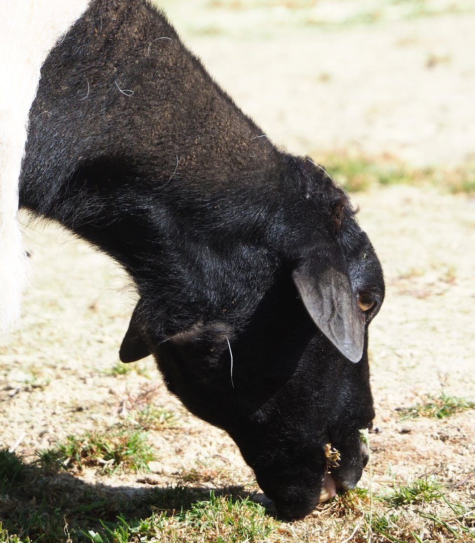 Somali blackhead sheep (Ovis aries), 2023-06-04
