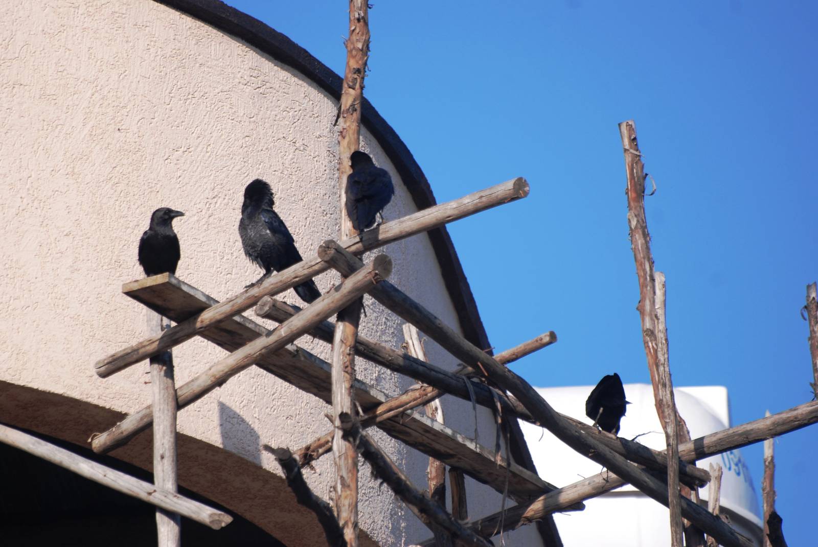 Somali Crows at Goba, 16/10/14