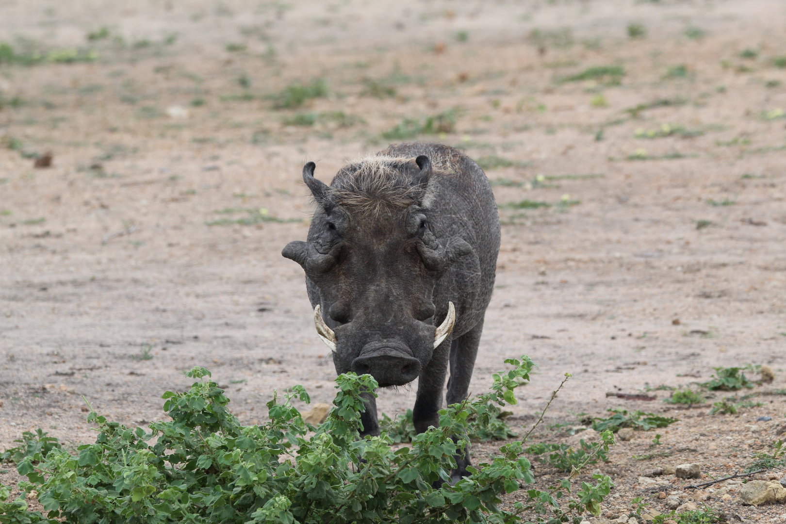 Somali Desert Warthog