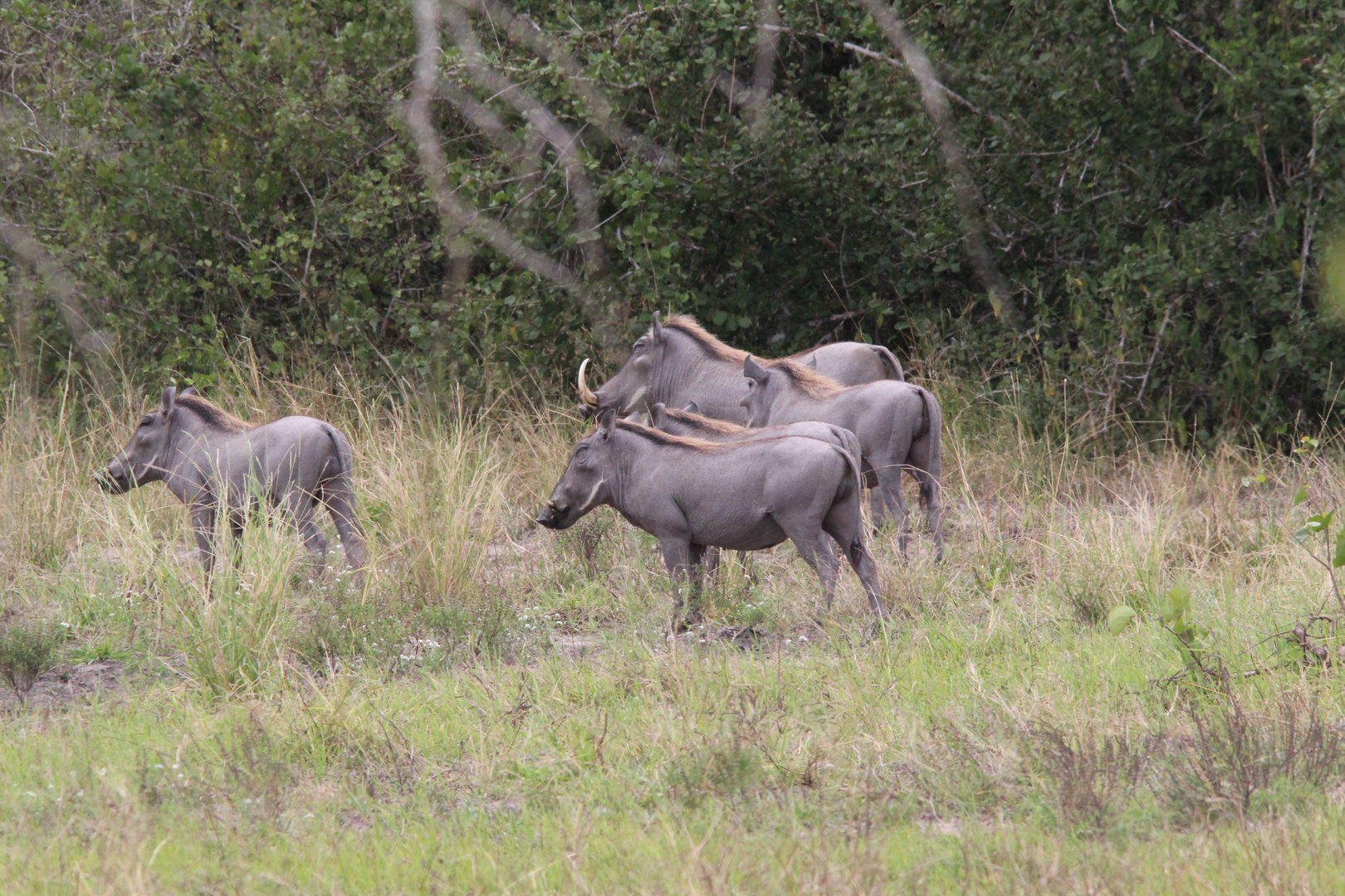 Somali Desert Warthogs