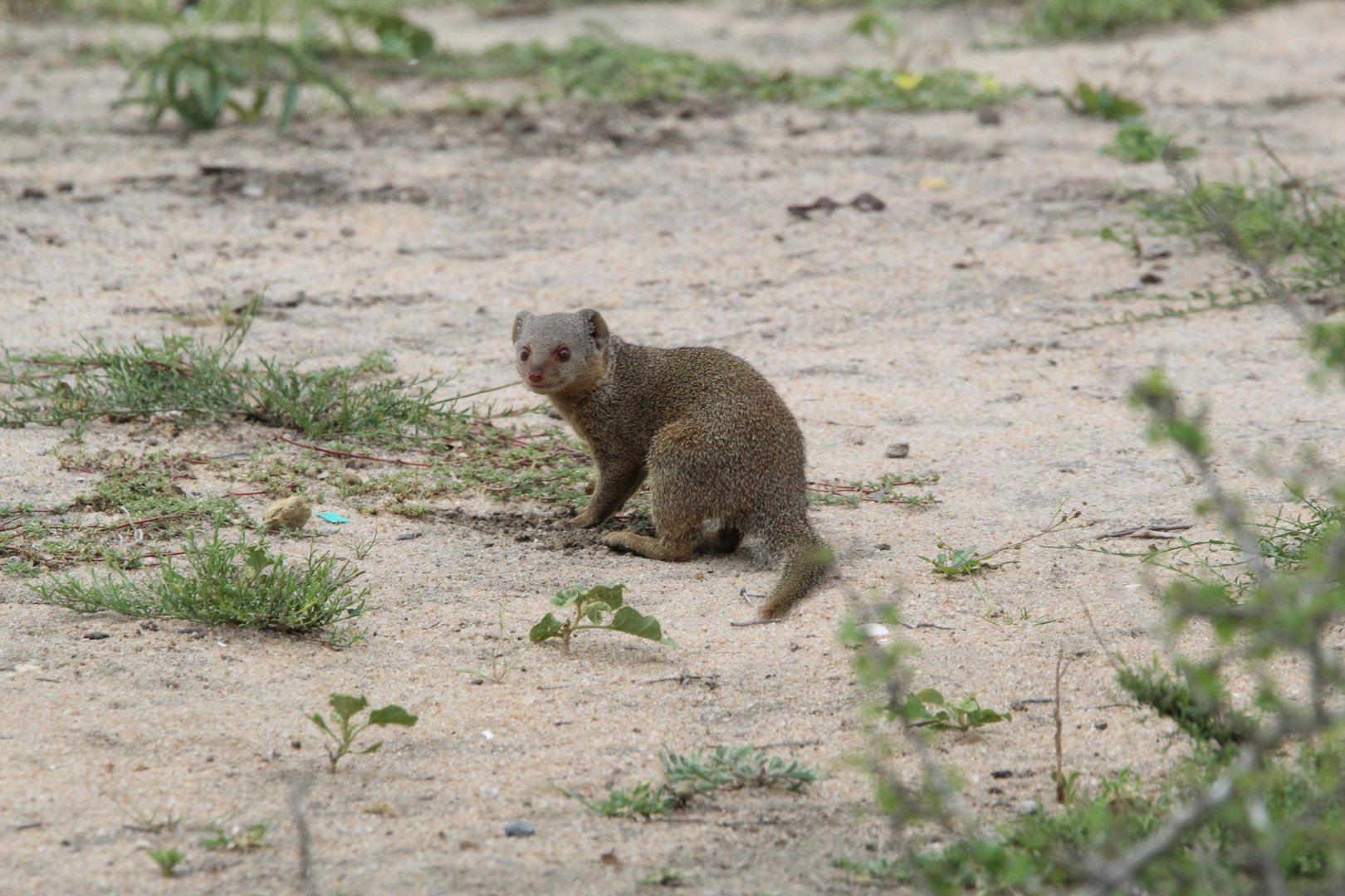 Somali Dwarf Mongoose