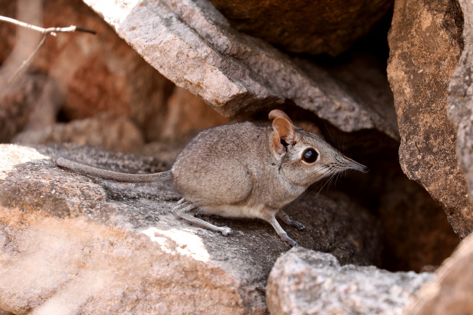 Somali elephant shrew or Somali sengi (Galegeeska revoilii)