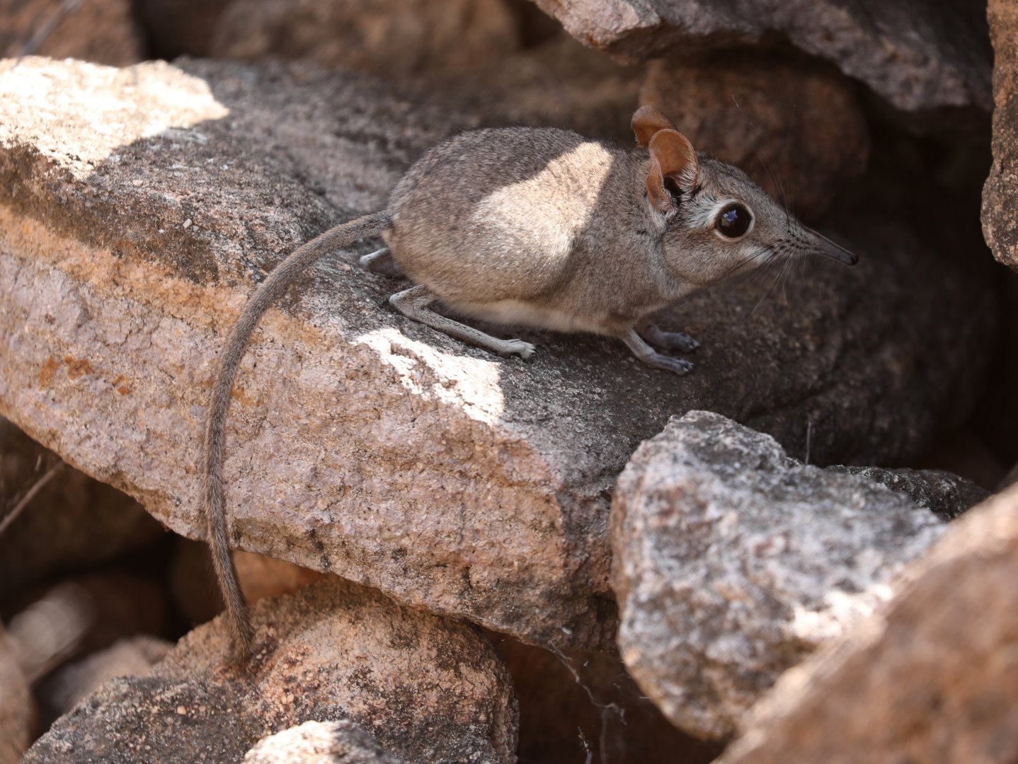 Somali elephant shrew or Somali sengi (Galegeeska revoilii)