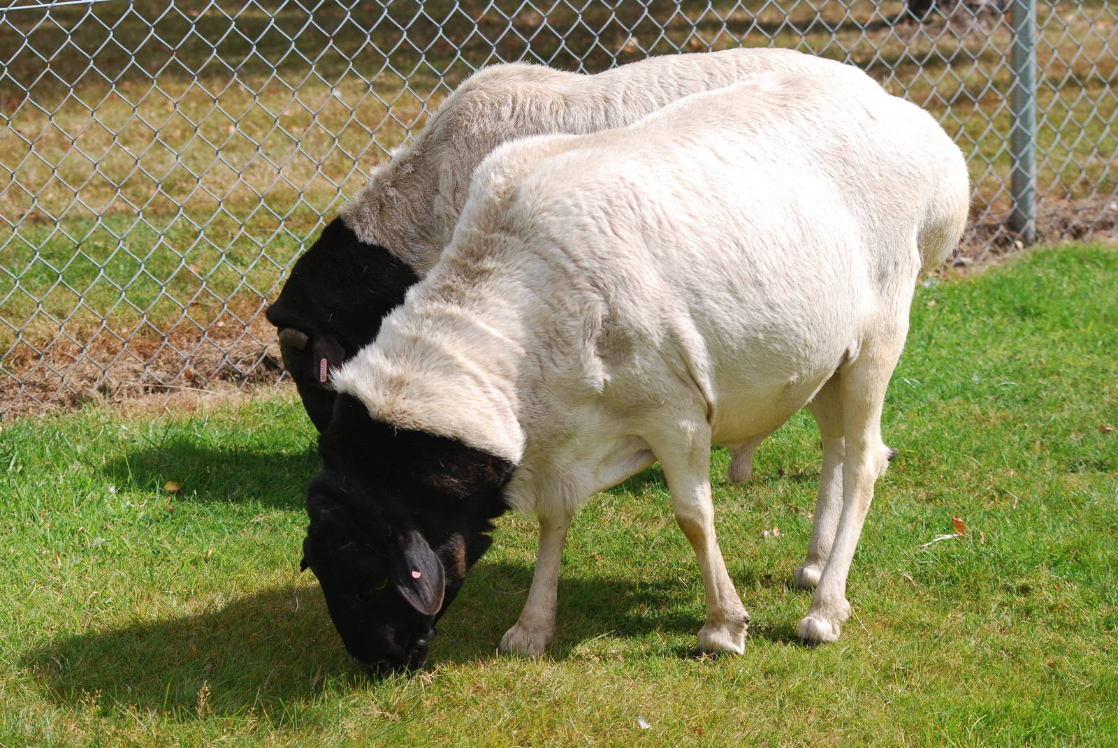 Somali fat-tailed sheep