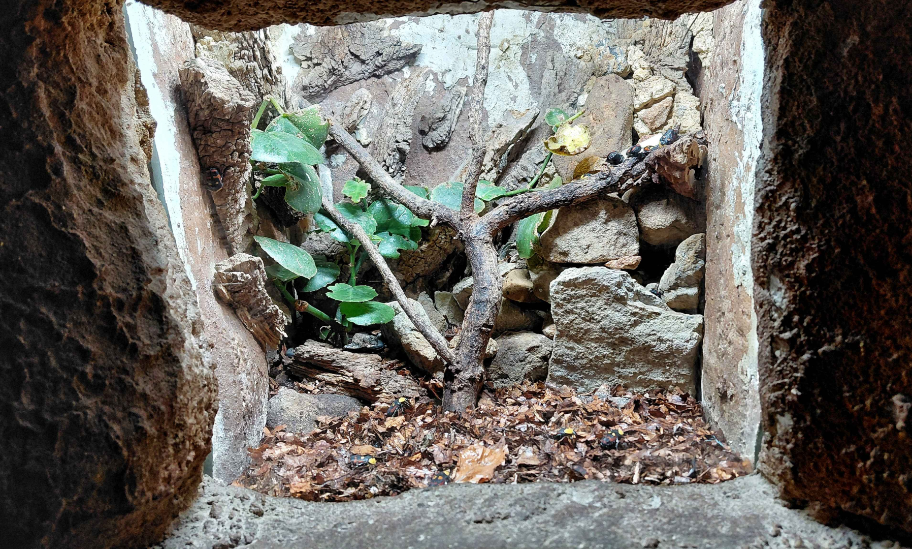 Somali fruit beetle exhibit