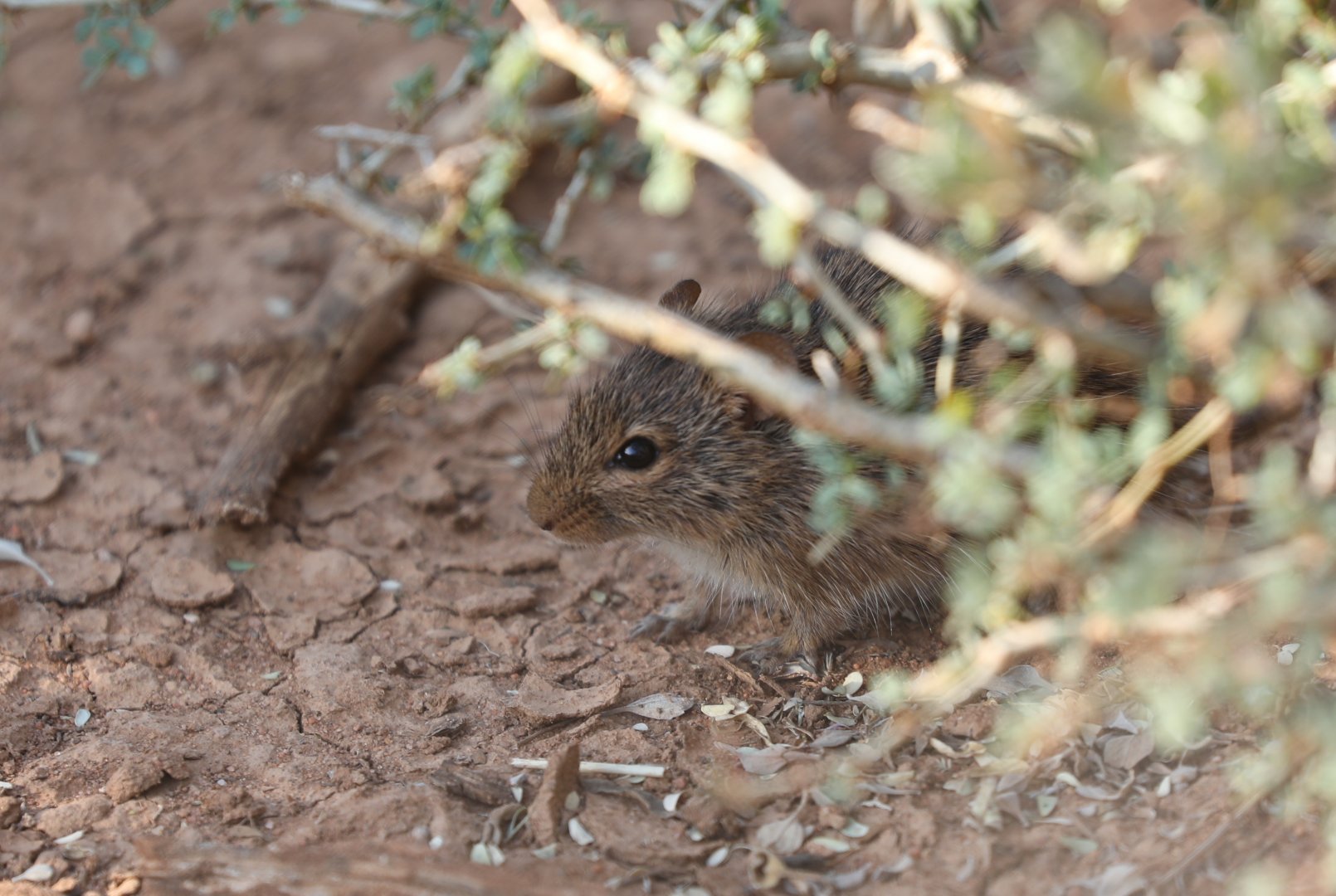 Somali grass rat (Arvicanthis somalicus)
