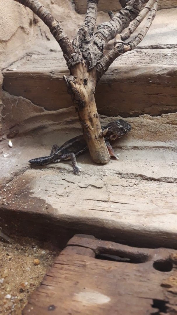 Somali-Masai clawed gecko (Holodactylus africanus)