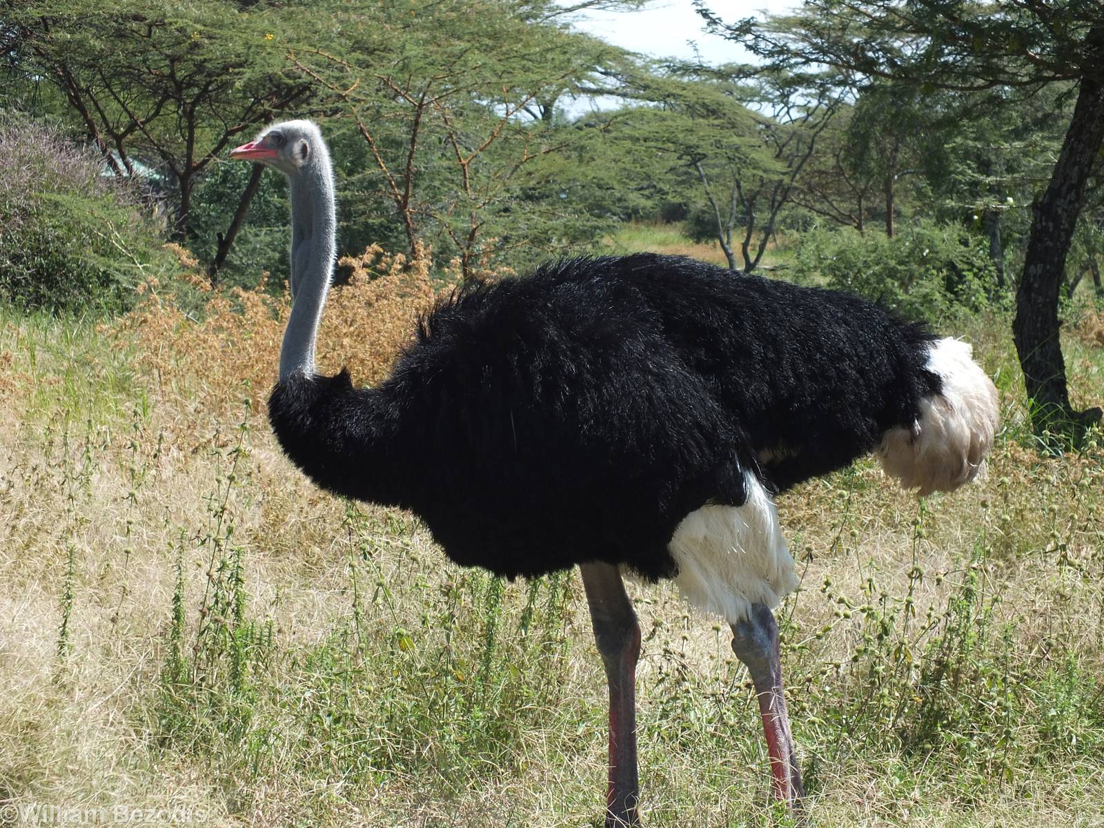 Somali Ostrich - 2013