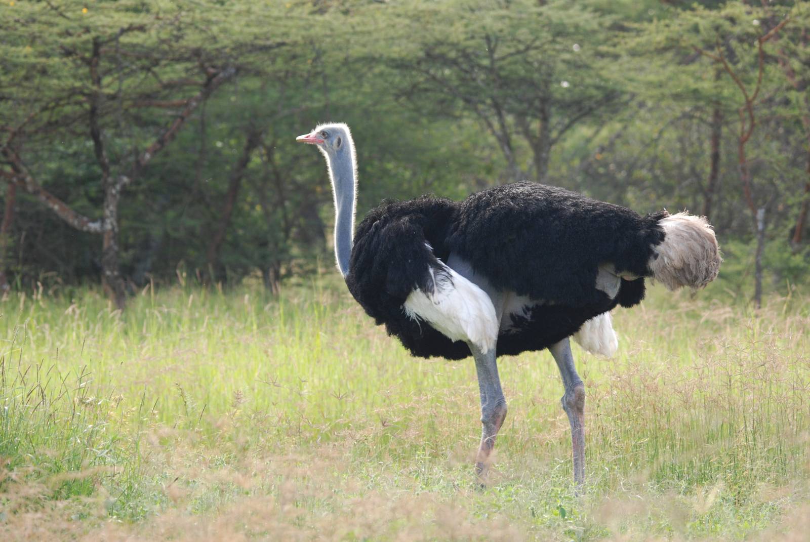 Somali Ostrich at Abijatta-Shalla NP, 13/10/14