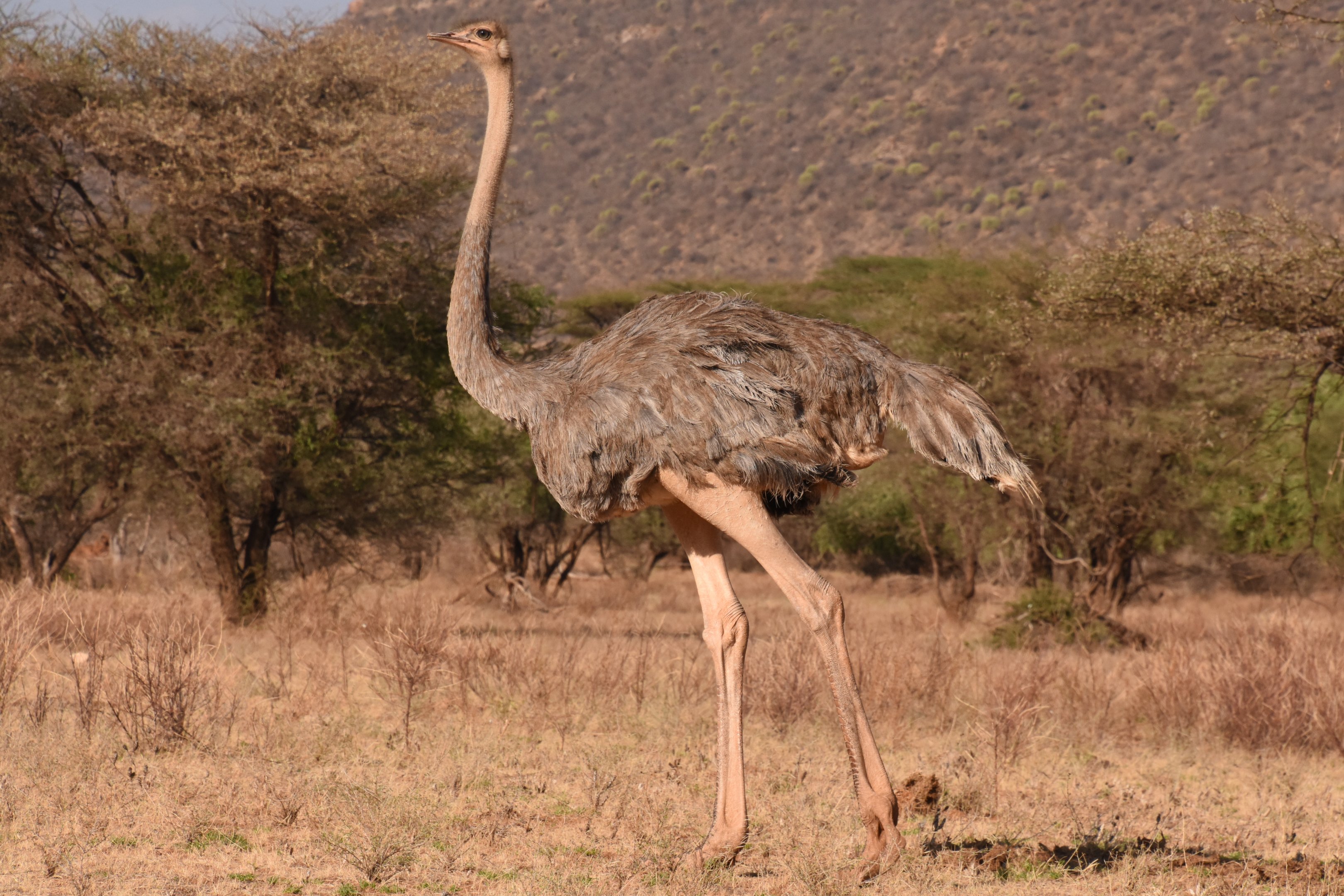 Somali ostrich female