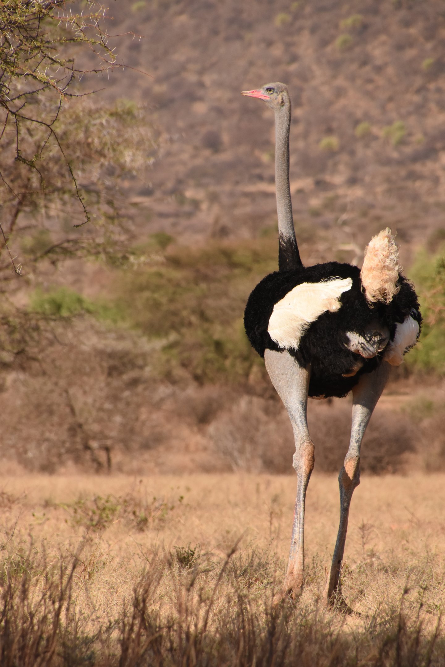 Somali ostrich male