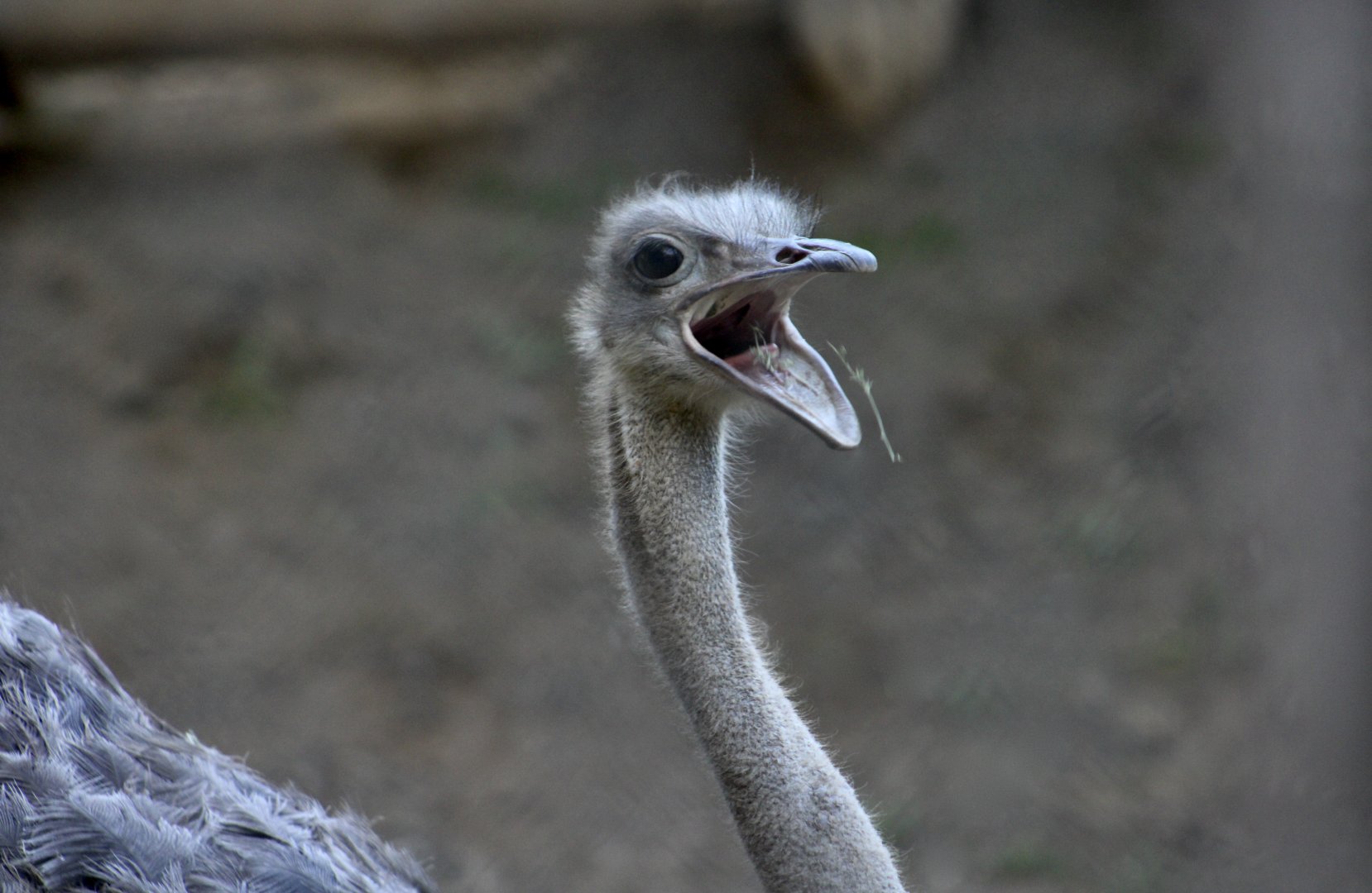 Somali Ostrich (Struthio molybdophanes) female