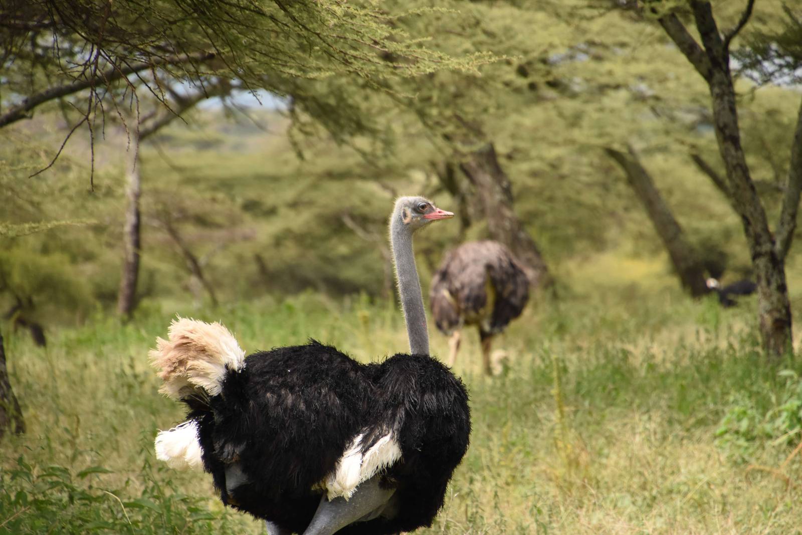 Somali ostrich