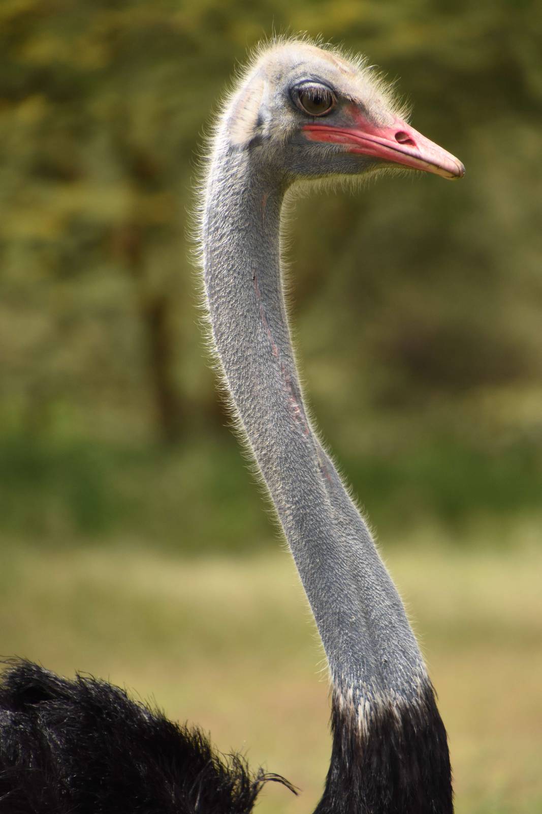 Somali ostrich