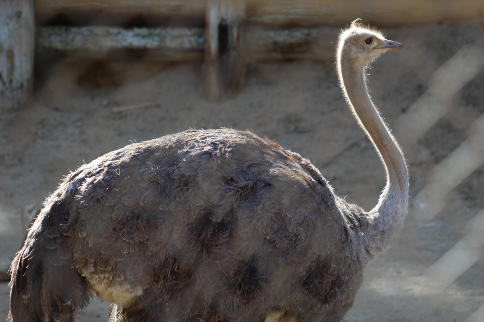 Somali Ostrich