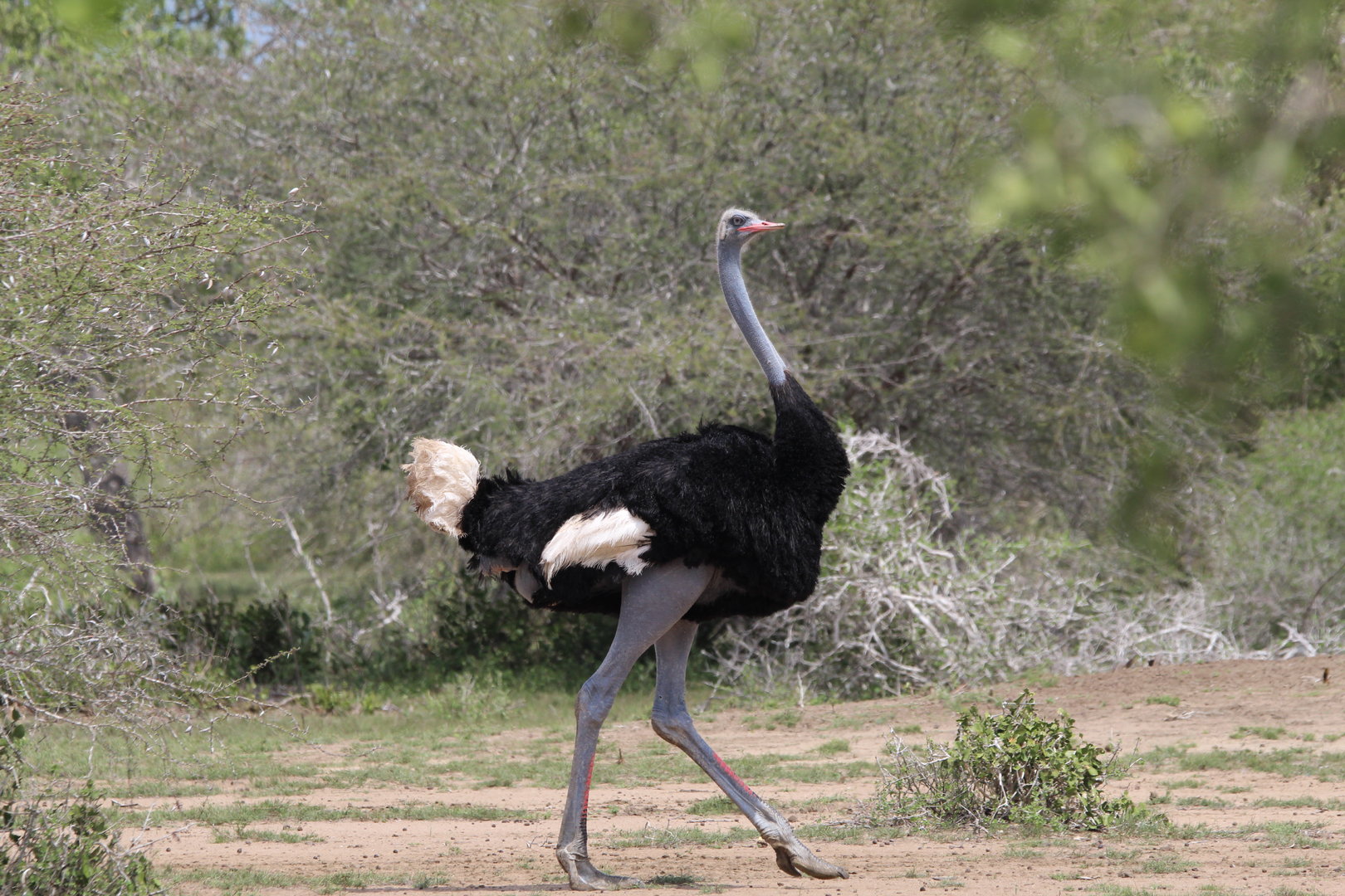 Somali Ostrich
