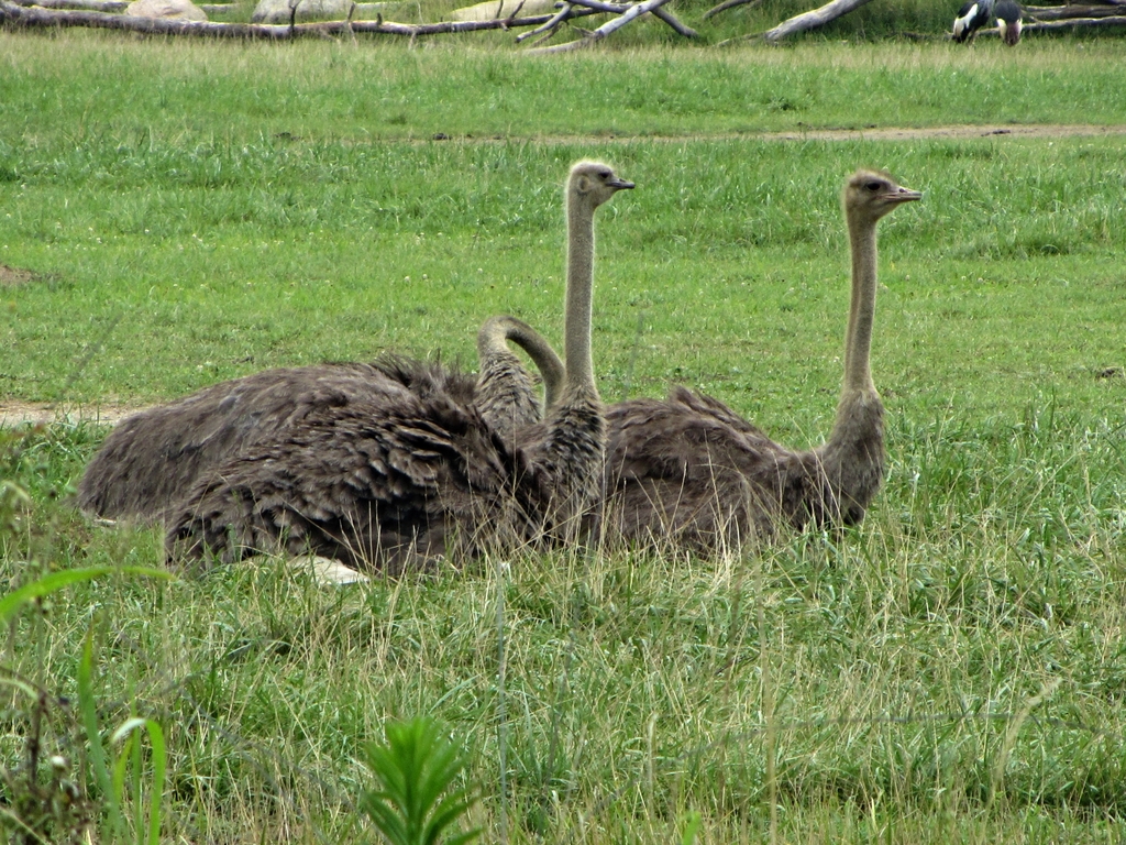 Somali Ostriches