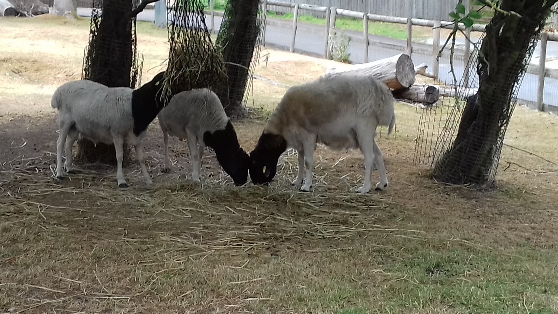Somali sheep behind lorikeets