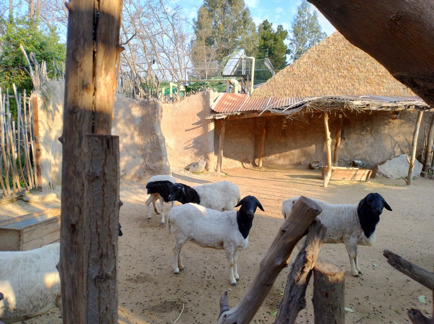 Somali sheep - Buin zoo