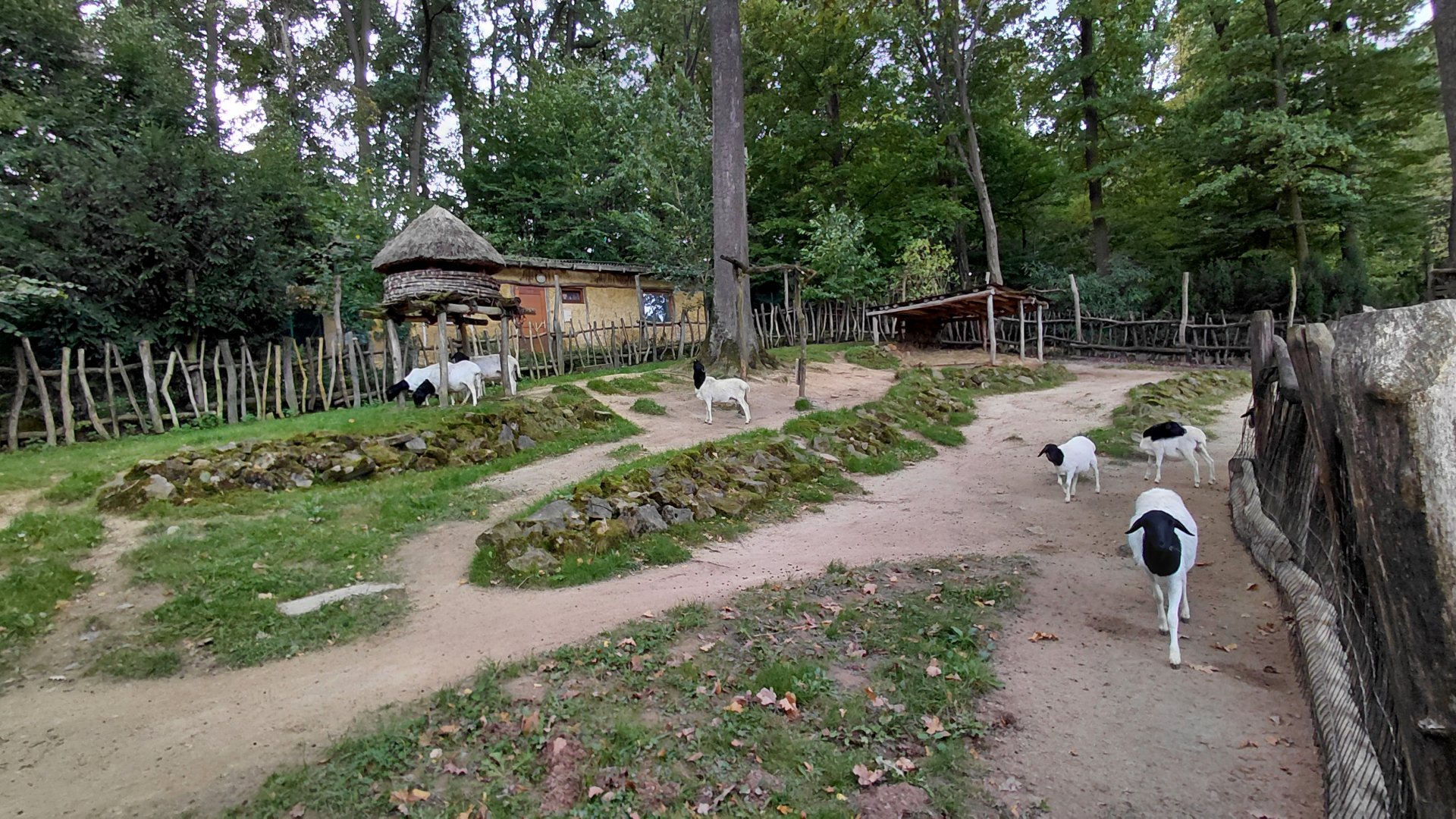 Somali sheep exhibit