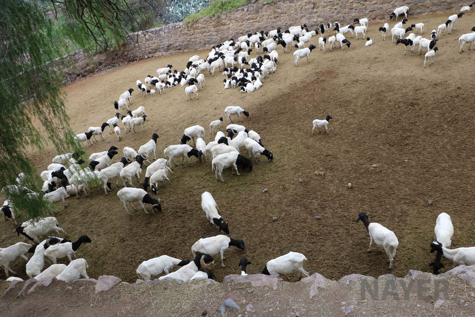 Somali sheep - Mendoza Zoo, April 2016