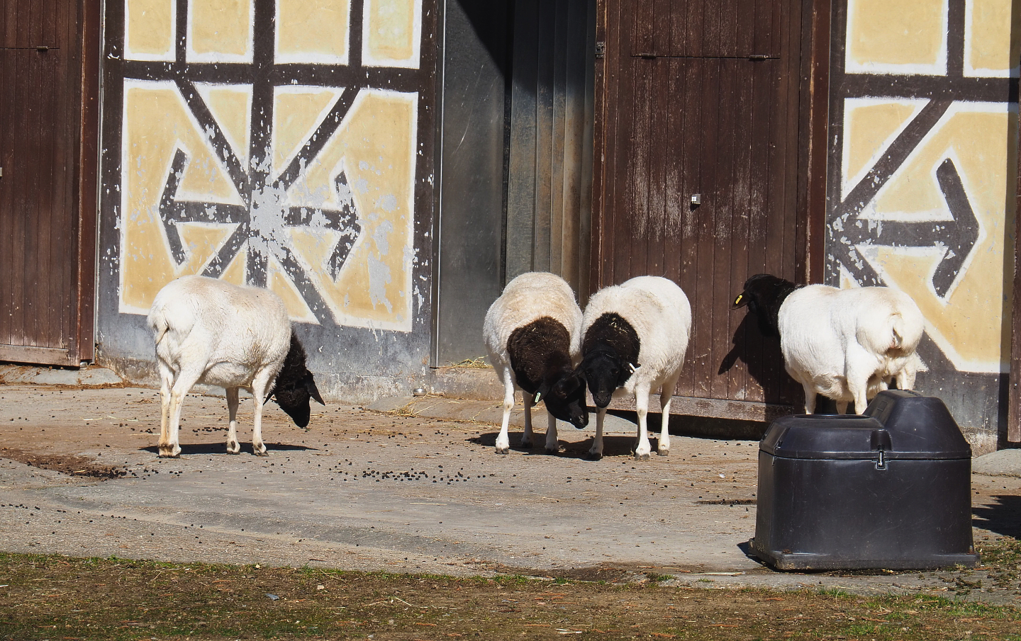 Somali sheep (Ovis aries), 2022-03-08