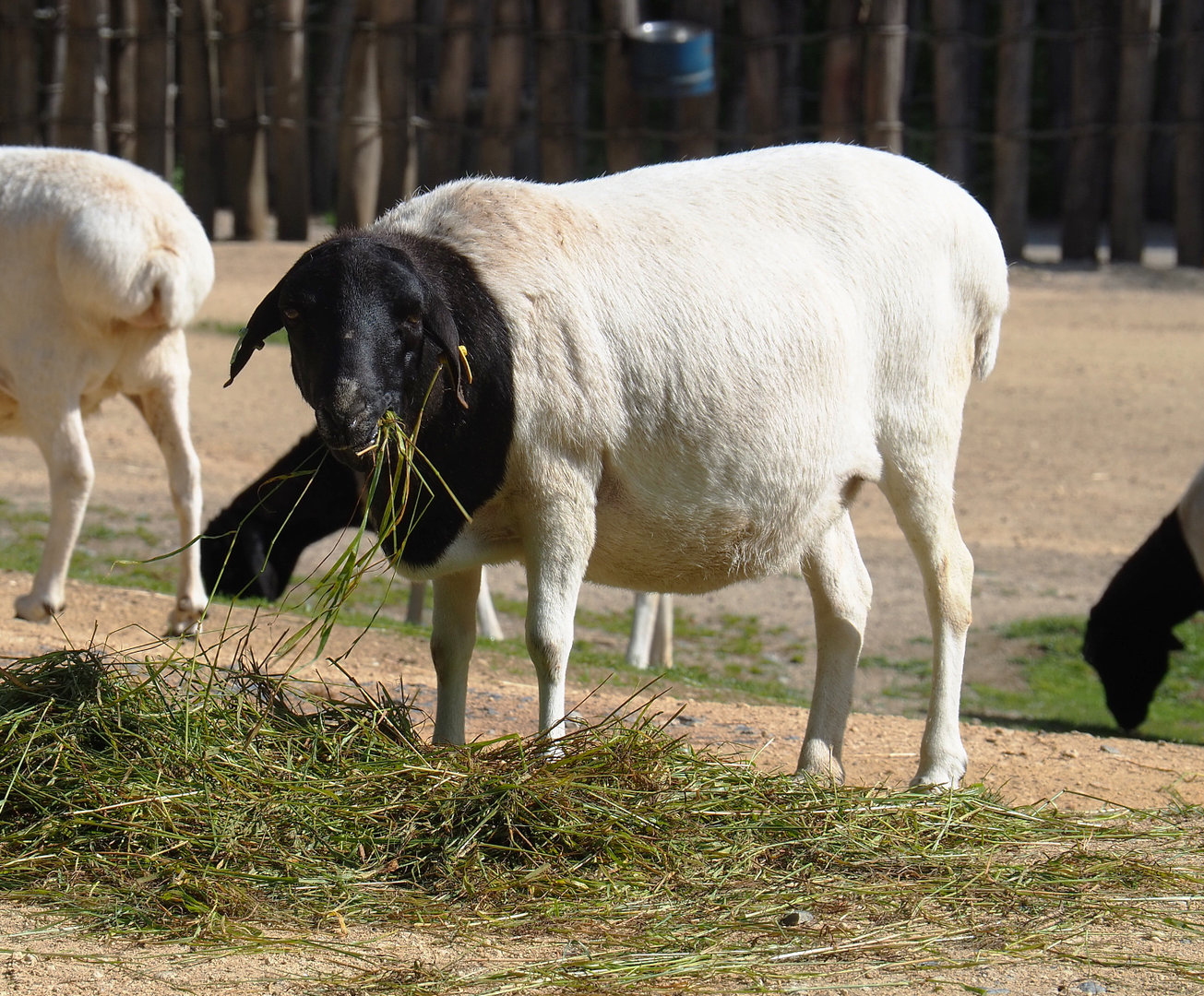 Somali sheep (Ovis aries), 2022-07-03