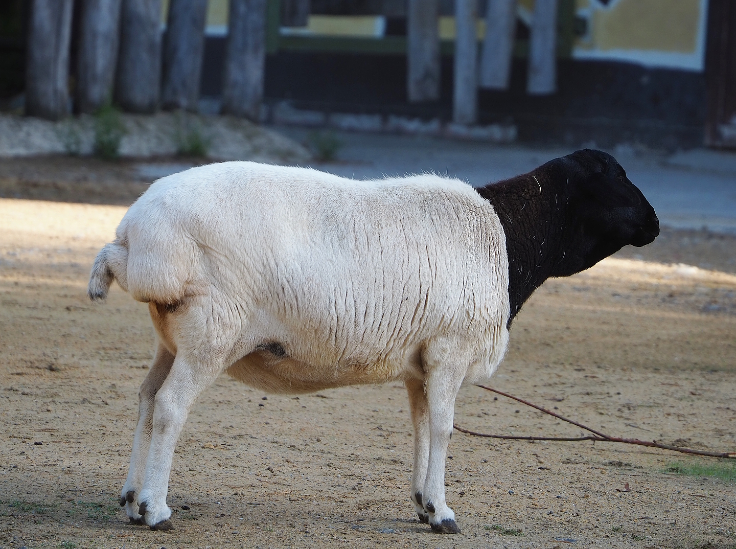 Somali sheep (Ovis aries), 2022-09-12