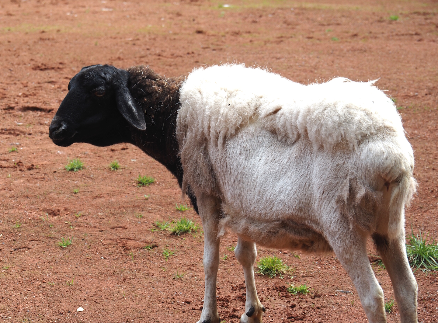 Somali sheep (Ovis aries), 2024-08-05