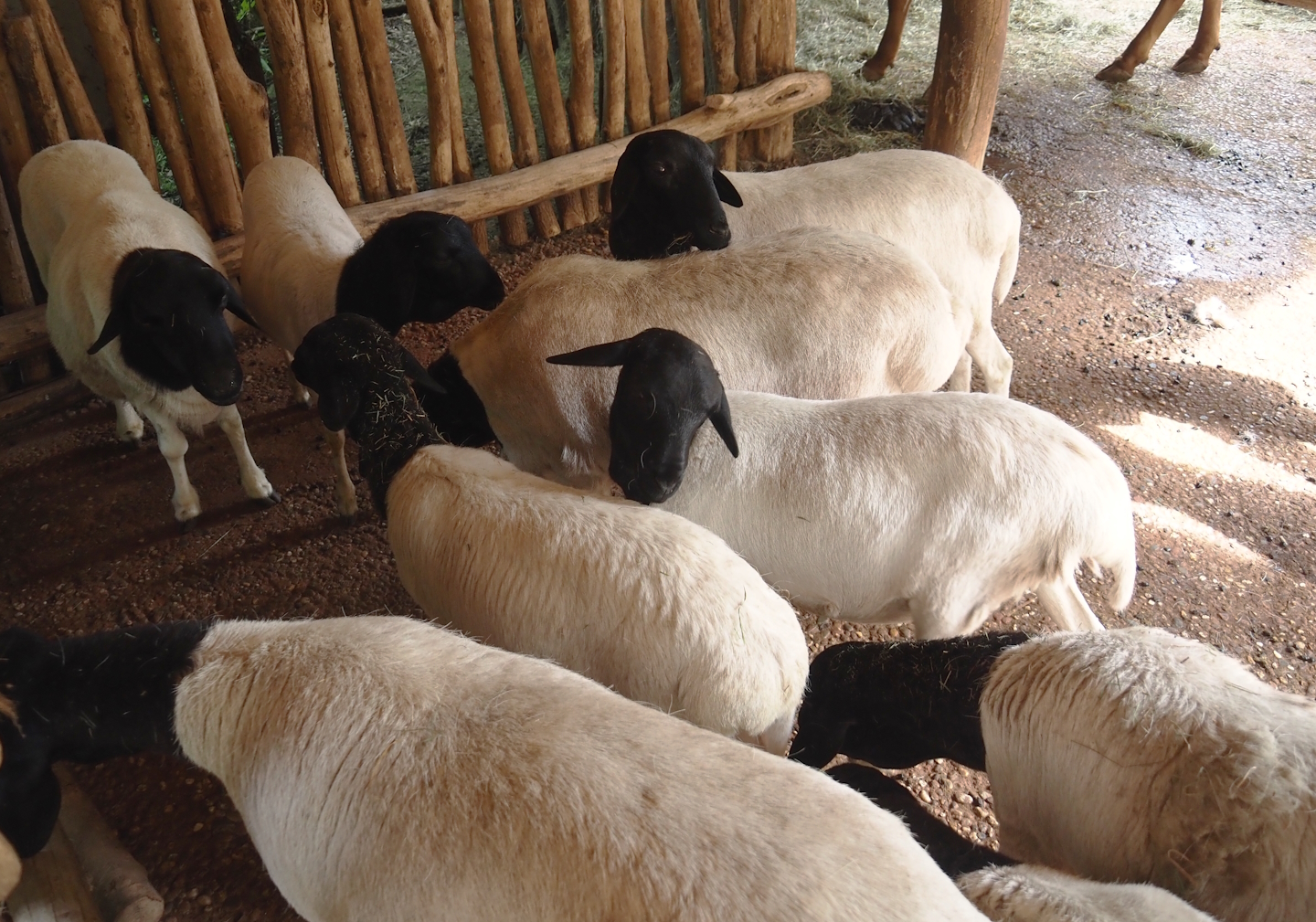 Somali sheep (Ovis aries), 2024-08-05