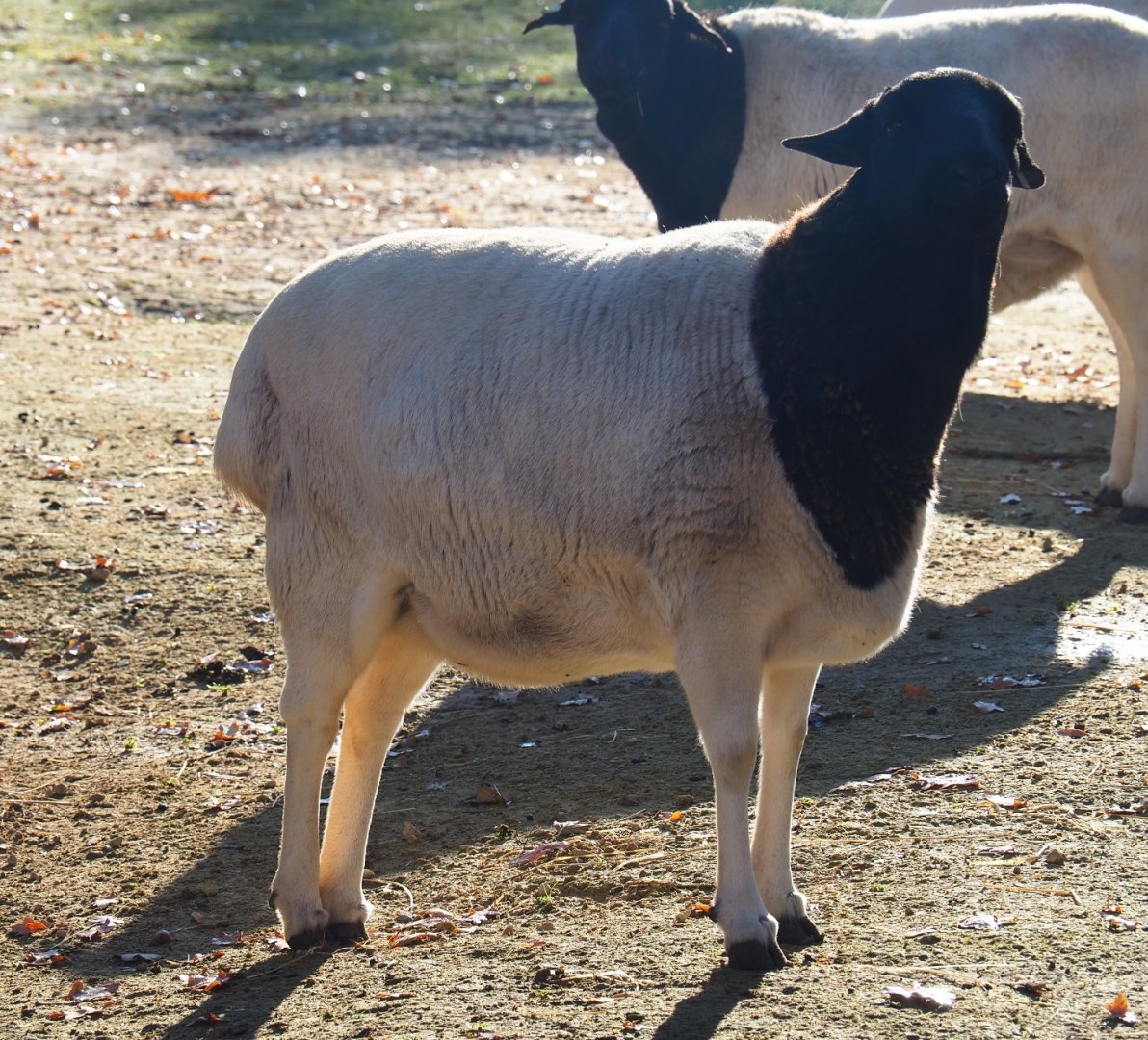 Somali sheep (Ovis aries), Nov 18th, 2018