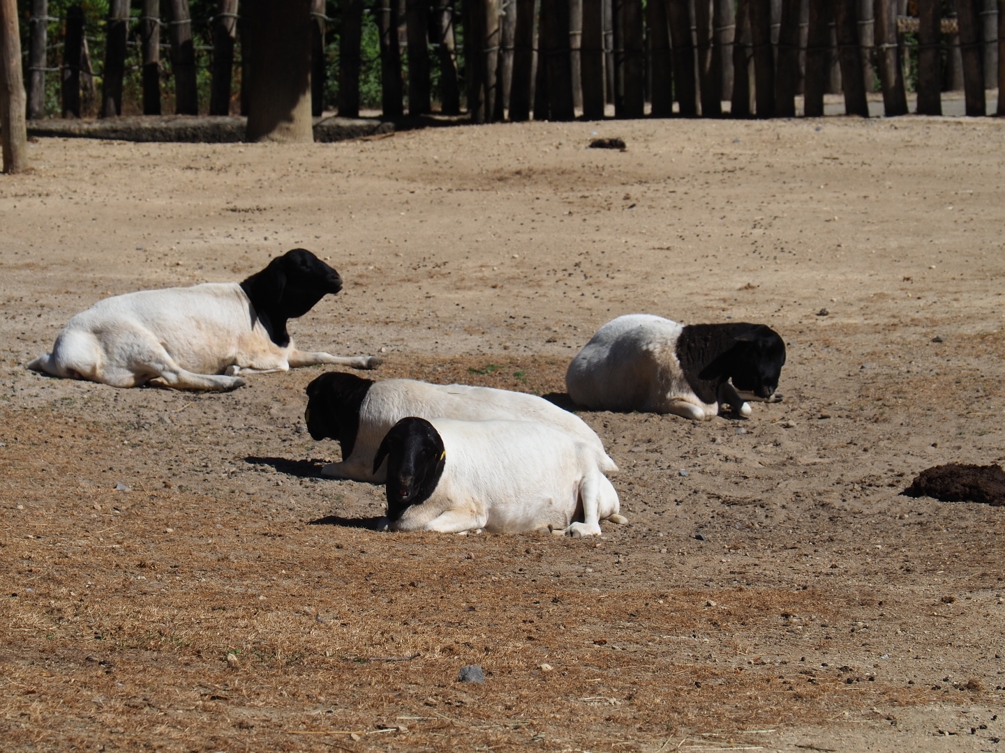 Somali sheep  (Ovis orientalis f. aries)