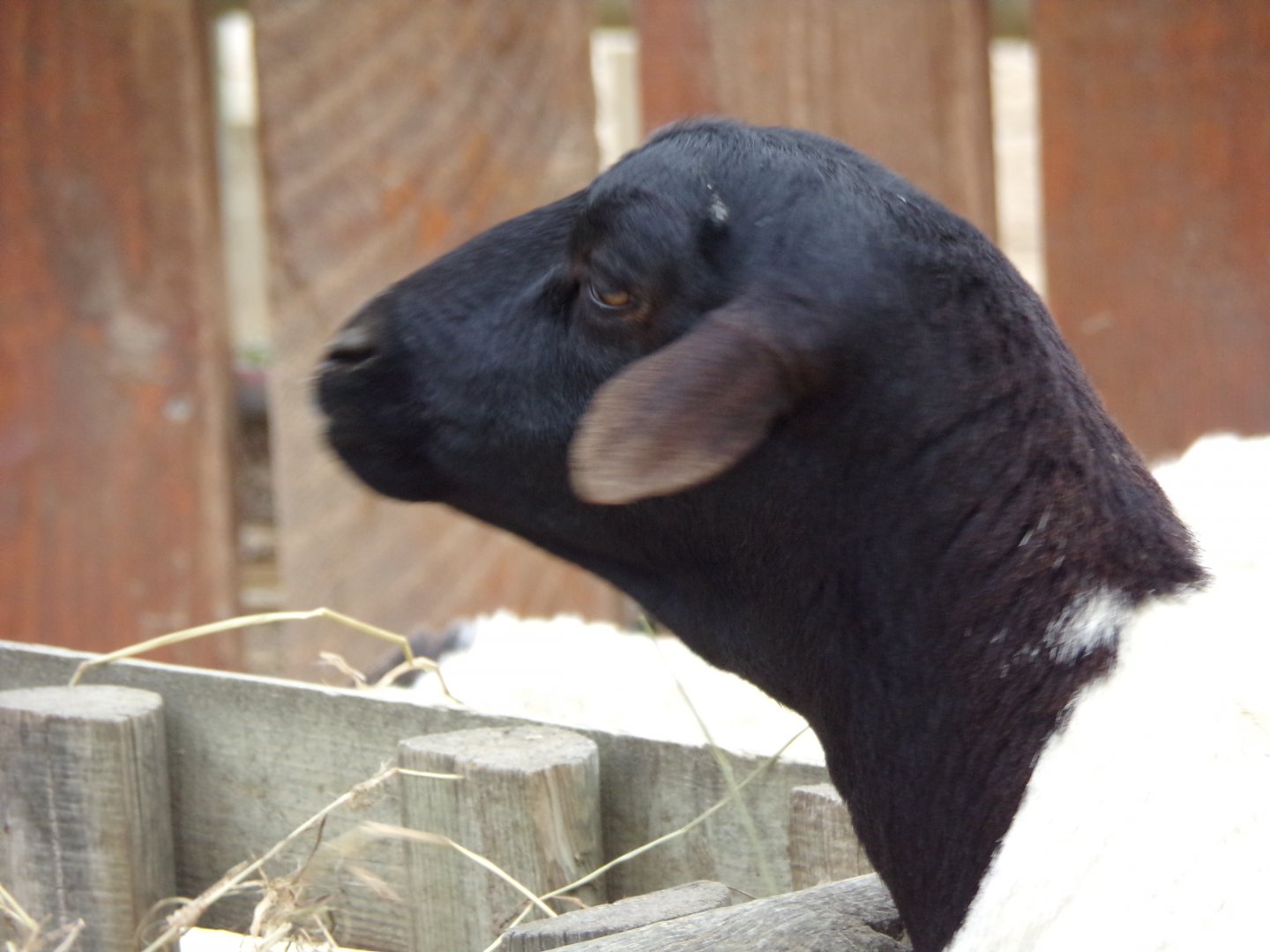 Somali sheep - Réserve Africaine de Sigean (2024)