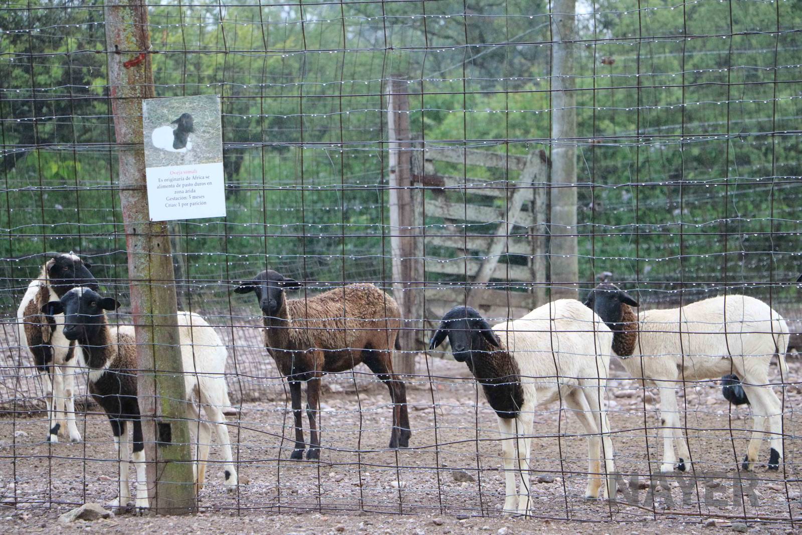Somali sheep - Tatu Carreta, April 2016.