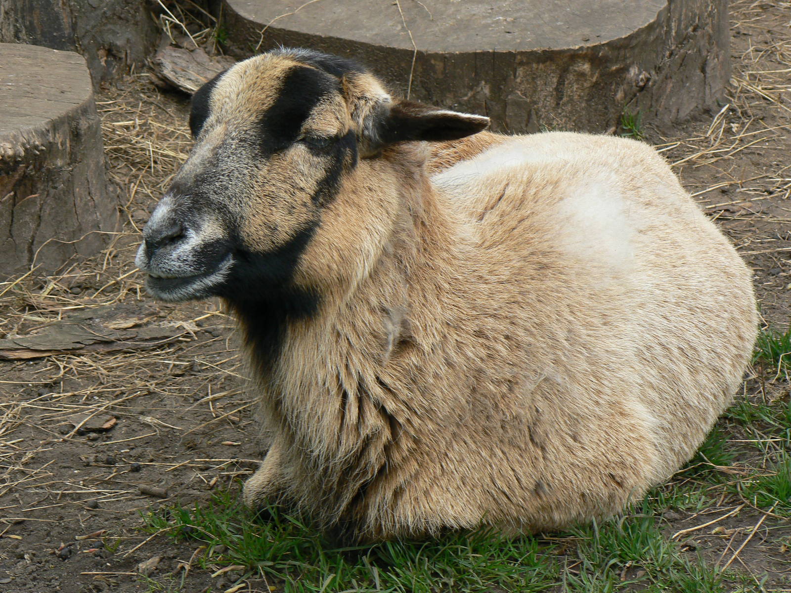 Somali Sheep