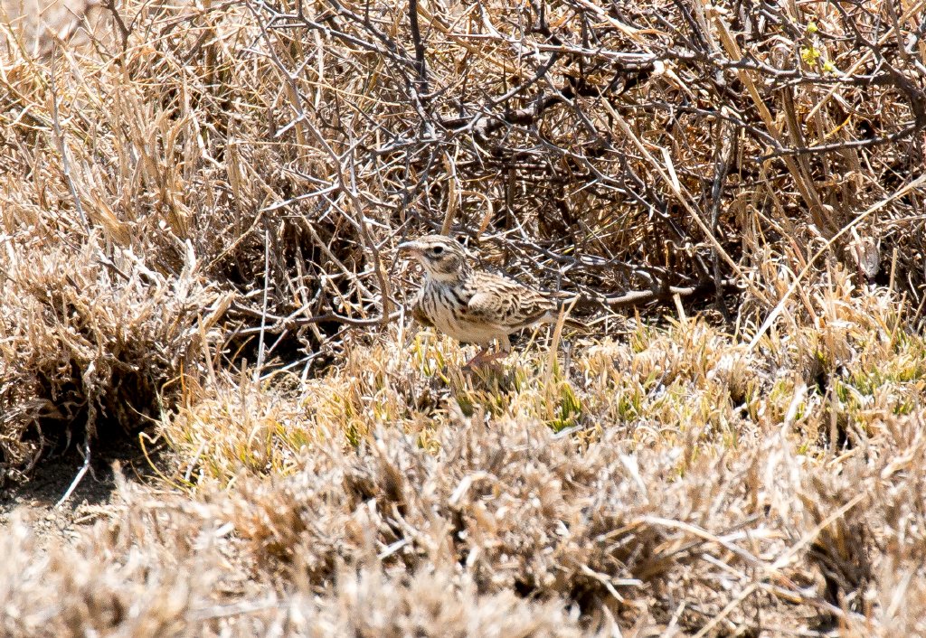 Somali Short-toed Lark
