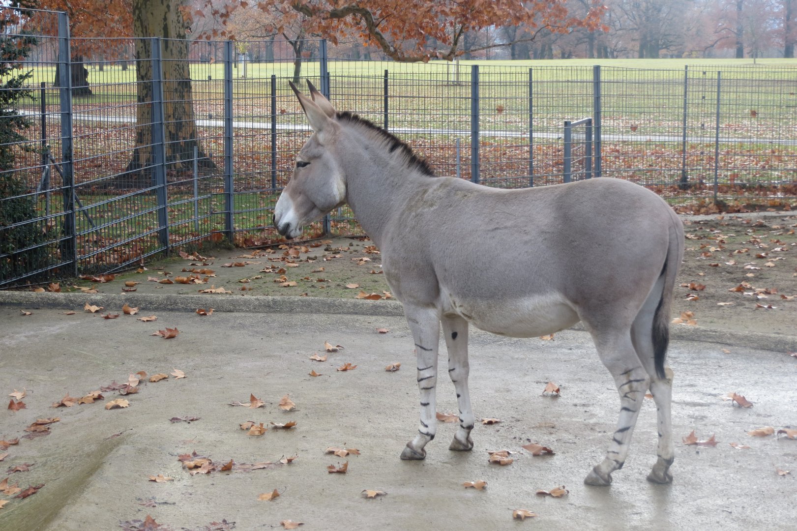 Somali wild ass 011218