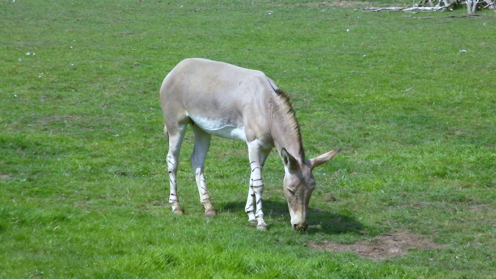 Somali Wild Ass - 03.08.2011