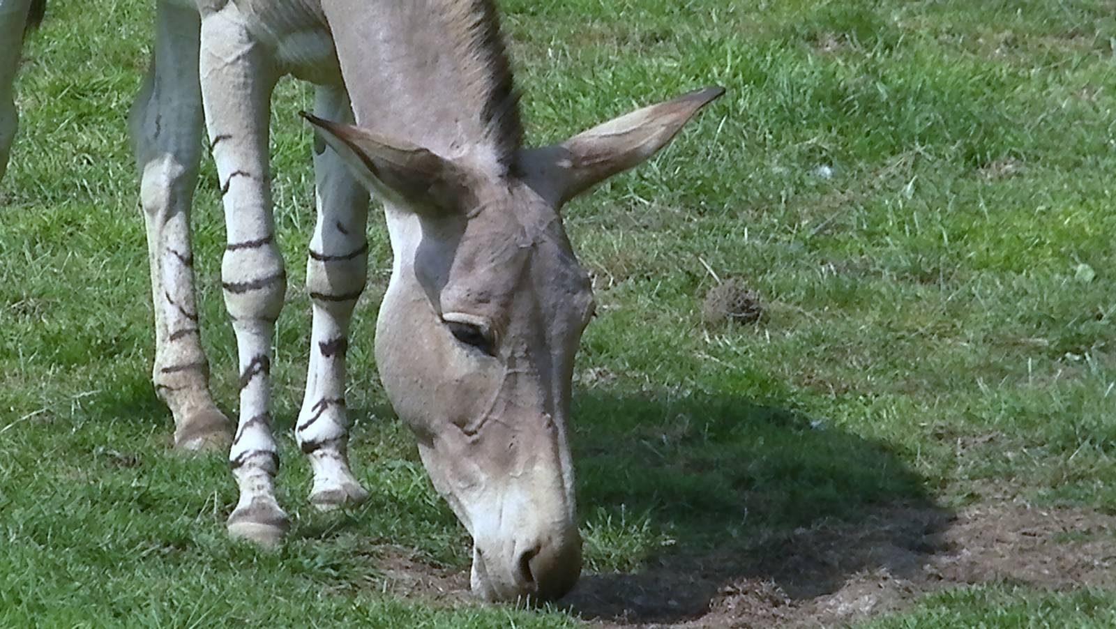 Somali Wild Ass - 03.08.2011