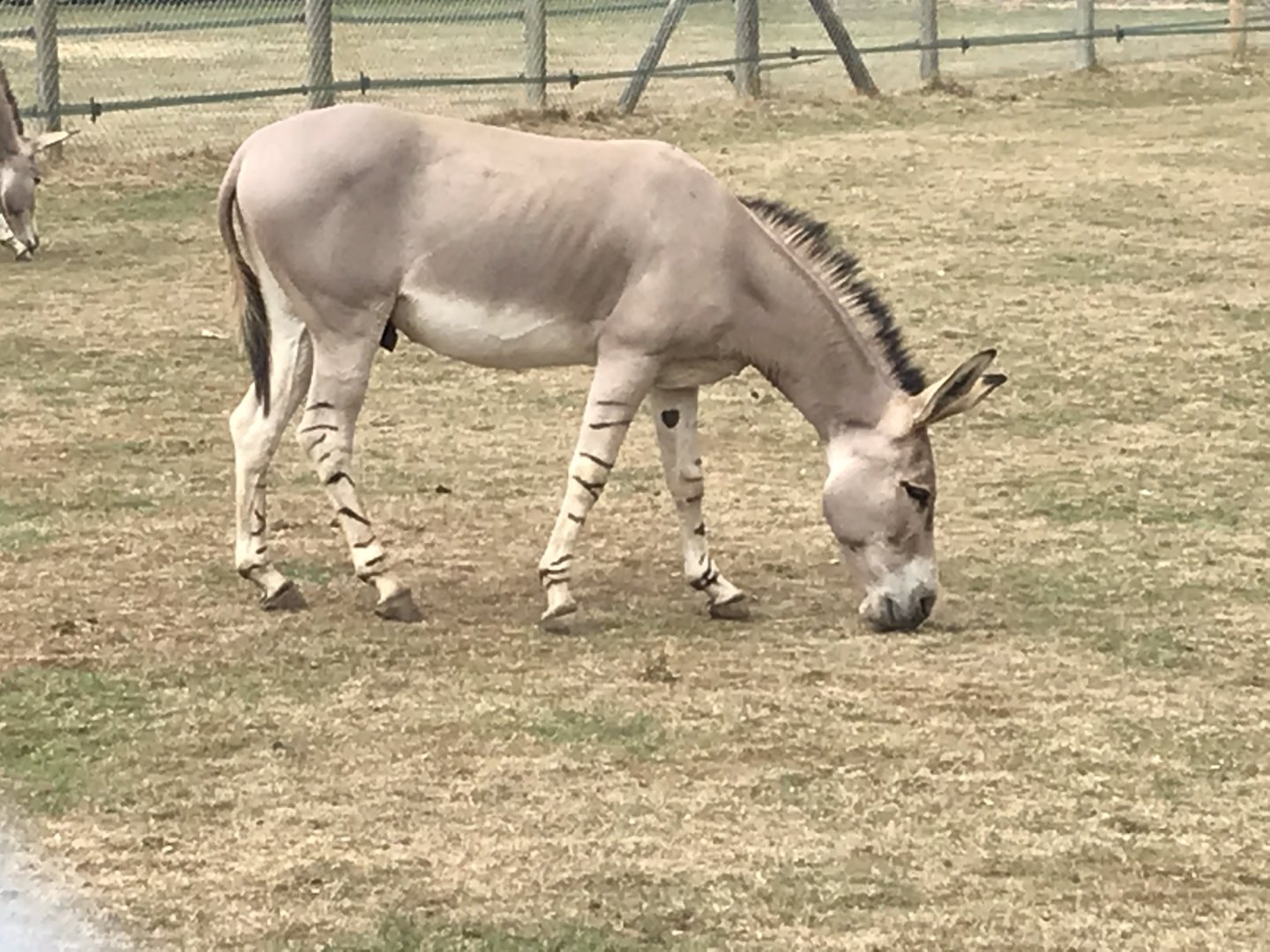 Somali wild ass 080818