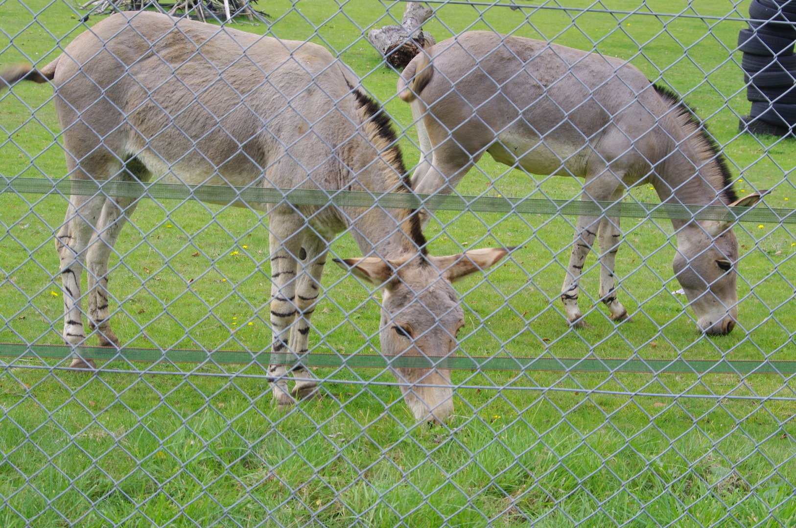 Somali Wild Ass- 1/10/2023